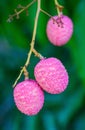 Lychee fruit on the tree in the garden of thailand, Asia fruit. Royalty Free Stock Photo