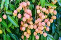 Lychee fruit on the tree in the garden of thailand, Asia fruit. Royalty Free Stock Photo