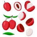 Lychee fruit vector. Tropical fruit collection.