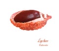 Lychee fruit. Watercolor realistic image on white background