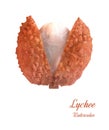 Lychee fruit. Watercolor realistic image on white background