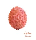 Lychee fruit. Watercolor realistic image on white background