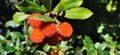 Lychee fruits on a brunch with leaves Royalty Free Stock Photo