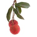 Lychee isolated on white background