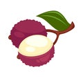 Lychee or lichee exotic tropical fruit flat vector icon