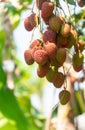 Lychee, Lichi  Fruit on tree in the garden. Royalty Free Stock Photo