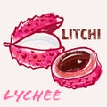 Lychee line art and color hand-drawn vector illustration. Rough crayon strokes doodle in an expressive loose coloring book style