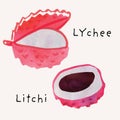 Lychee or litchi exotic fruit watercolor illustration set. Painterly watercolor texture and ink drawing elements. Hand drawn and