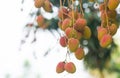 Lychee scientific name: Litchi chinensis Sonn Raw fruits on tree in the garden.