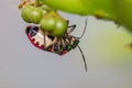 Lychee shield bug on branch Royalty Free Stock Photo