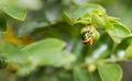 lychee shield bug on branch Royalty Free Stock Photo