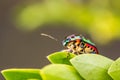 Lychee shield bug on branch Royalty Free Stock Photo