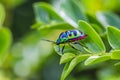 lychee shield bug on branch Royalty Free Stock Photo