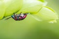 lychee shield bug on branch Royalty Free Stock Photo
