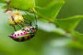 lychee shield bug on branch Royalty Free Stock Photo