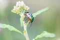 Lychee Shield Bug Chrysocoris stolii, Scutelleridae , Calidea dregii ,A green, black-spotted beetle perch on the trunk of a