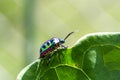 Lychee Shield Bug Royalty Free Stock Photo