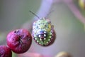 Lychee Shield Bug Royalty Free Stock Photo