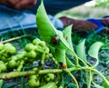 Lychee Shield Bug. Close up ladybug in green garden