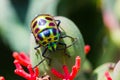 Lychee Shield Bug Royalty Free Stock Photo