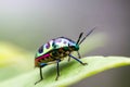 Lychee Shield Bug Royalty Free Stock Photo