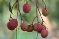 red lychees is very sweet Royalty Free Stock Photo