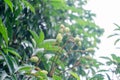 Lychee in tropical Thailand, lychee of lychee