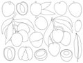 Lychee vector outline set icon. Vector illustration litchi on white background. Isolated outline set icon lychee. Royalty Free Stock Photo