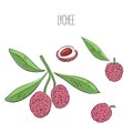 Lychee. Whole, half, seed, leaves. Colorful sketch collection of tropical fruits isolated on white background. Doodle hand drawn