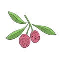 Lychee. Whole, half, seed, leaves. Colorful sketch collection of tropical fruits isolated on white background. Doodle hand drawn