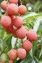 Lychees Royalty Free Stock Photo