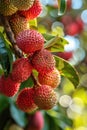 lychees close-up on the tree. selective focus Royalty Free Stock Photo