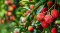 lychees close-up on the tree. selective focus Royalty Free Stock Photo