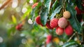 lychees close-up on the tree. selective focus Royalty Free Stock Photo