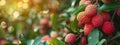 lychees exotic fruit close-up on the tree. selective focus Royalty Free Stock Photo
