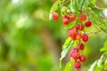 lychees fruit Royalty Free Stock Photo