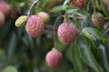 Lychees fruit on the tree.