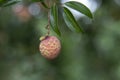 Lychees fruit on the tree. Royalty Free Stock Photo