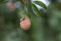 Lychees fruit on the tree.