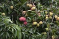 Lychees fruit on the tree.