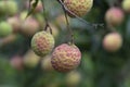 Lychees fruit on the tree.