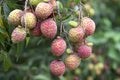 Lychees fruit on the tree. Royalty Free Stock Photo