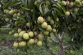 Lychees fruit on the tree.