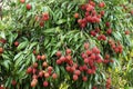 Lychees hanging on the tree