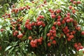 Lychees hanging on the tree