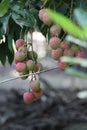 lychees red and green lychees