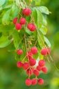 bunch of lychees on a big tree