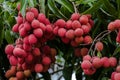 Lychees on tree Royalty Free Stock Photo