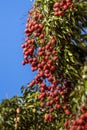 Lychees on tree