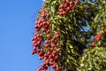 Lychees on tree